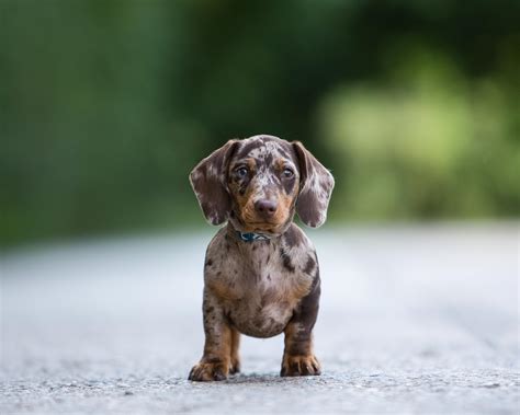 Miniature dachshunds - Miniature dachshunds are intelligent and eager to please, making them relatively easy to train. However, their independent nature can pose challenges, so early and consistent training is vital. Begin with basic commands like sit, stay, and come, and gradually introduce more advanced commands as your puppy …